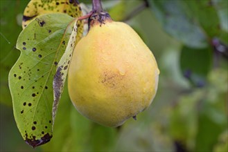 Fruit tree, quince (Cydonia oblonga), branch with a ripe fruit and raindrops, Moselle,