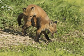 Red fox. Vulpes vulpes. Red fox cubs playing together in a meadow. Province of Quebec. Canada