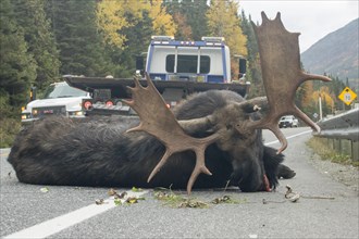 Moose. Alces alces. Bull moose hurt by a truck and ready to be pulling away from the road..