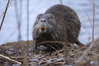 Nutria (Myocastor coypus), wet, coming out of the water, at eye level, showing orange coloured