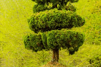 Close up of manicured pine tree with green forest blurred out in background in South Korea