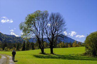 Eschen near Tannern, Jachenau, Toelzer Land, Upper Bavaria, Bavaria, Germany, Europe