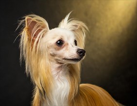 Dog, Chinese crested dog, portrait, head only, puppies, dark background, AI generated, AI generated