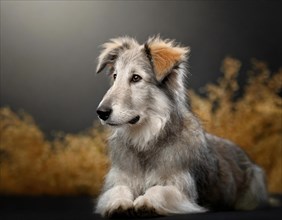 Dog, Czech Wolfhound, portrait, head only, puppies, dark background, AI generated, AI generated