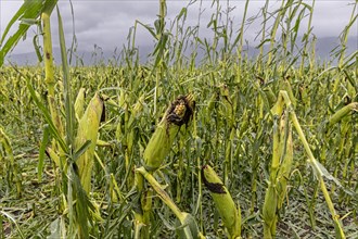 Destroyed maize field after hail, severe weather, climate change, Alpine foothills, Bavaria,
