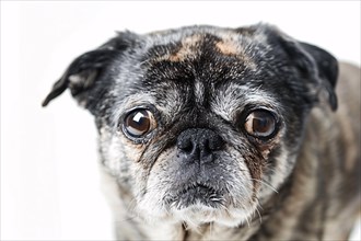 Close up of very old Pug dog with gray hair on white background. KI generiert, generiert, AI