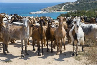 A herd of goats stands on a coastline overlooking the sea, Kriaritsi, Sithonia, Halkidiki, Central