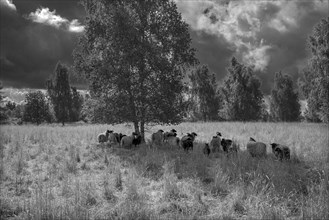 Moorland sheep looking for shade under trees on a nature reserve, Mecklenburg-Western Pomerania,