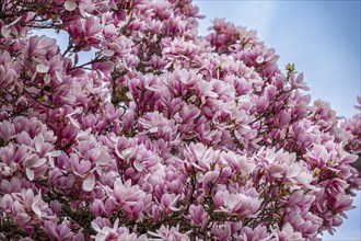 Tree with magnolia blossoms, magnolia (Magnolia), magnolia x soulangeana (Magnolia xsoulangeana),