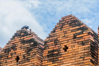 Pigeons taking flight from an ancient brick wall against a clear sky, in Chiang Mai, Thailand, Asia