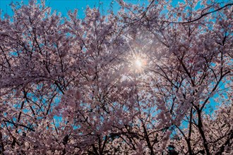 Sun shinning through branches of delicate cherry blossoms with blue sky in background in Daejeon,