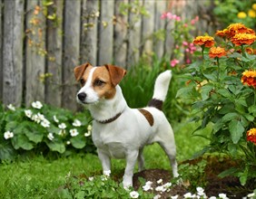 Dog, jack russell terrier, whole figure, outdoor, in the garden, AI generated, AI generated