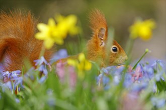 Portrait of a eurasian red squirrel (Sciurus vulgaris) on a blue star meadow with daffodils, Hesse,