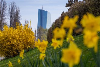 The flowers on the banks of the Main near the European Central Bank (ECB) bloom at the beginning of