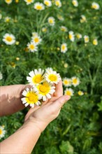 Woman holding a beautiful white and yellow daisy in her hands in the field