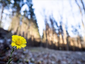 Coltsfoot (Tussilago farfara), background blur from a forest edge, Leoben, Styria, Austria, Europe