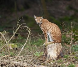 Eurasian lynx (Lynx lynx) sitting on a tree stump and looking attentively, captive, Germany, Europe