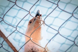 View of a goose looking up with its beak open, behind a wire fence