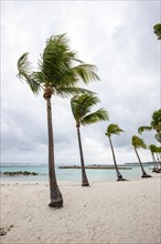 Caribbean dream beach with palm trees, white sandy beach and turquoise-coloured, crystal-clear