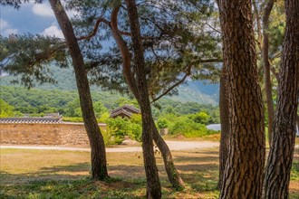 Korean traditional wall enclosing community buildings taken from under grove of shade trees on