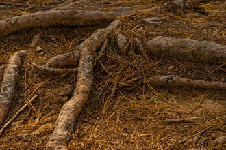 Close-up of tree roots on forest ground, surrounded by dirt and pine needles, in South Korea