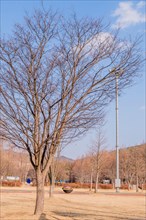 Leafless trees dotting a park with a tall street lamp on a clear winter day, in South Korea