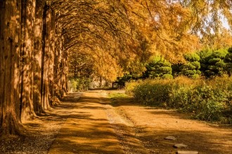 A serene autumn pathway flanked by trees with golden leaves and sunlight filtering through, in