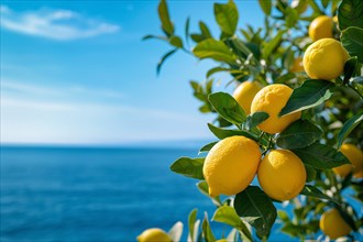 Lemon fruits growing on tree with blurry ocean and blue sky in background. KI generiert, generiert,