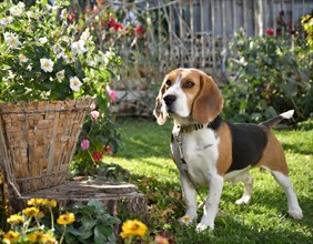 Dog, beagle, whole figure, outdoor, in the garden, AI generated, AI generated