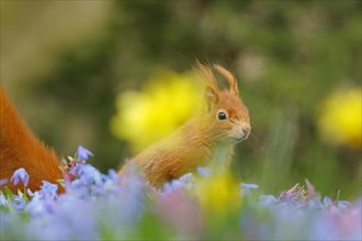 Eurasian red squirrel (Sciurus vulgaris) on a blue star meadow with daffodils, Hesse, Germany,