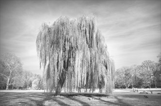 Infrared image, weeping willow, Rosensteinpark, Stuttgart, Baden-Wuerttemberg, Germany, Europe