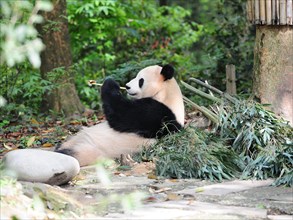 Bifengxia Panda Center, sichuan, china