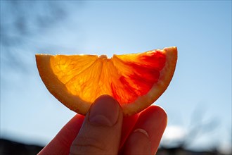 Orange slice against the sunlight