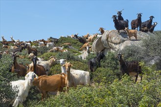 A herd of goats with some on rocks in a natural environment, Kriaritsi, Sithonia, Halkidiki,