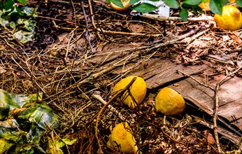 Fallen lemons lie on the ground amongst leaf litter and twigs, in South Korea