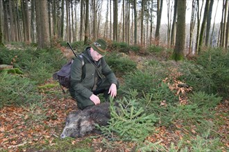 Wild boar hunt, hunter with a wild boar (Sus scrofa) in the forest, Allgaeu, Bavaria, Germany,