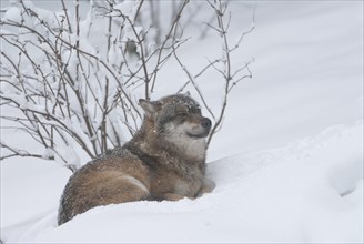 Gray wolf (Canis lupus) lying in the snow, captive, Bavaria, Germany, Europe