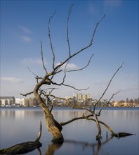 Long exposure, withered tree in water, Berlin, Germany, Europe