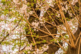 Close up of cherry blossom tree branches against tree trunk in Daejeon, South Korea, Asia