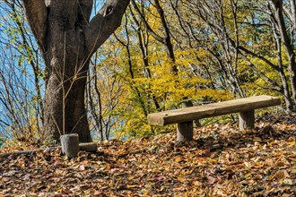 A solitary bench surrounded by trees and fallen leaves in a peaceful autumn setting, in South Korea