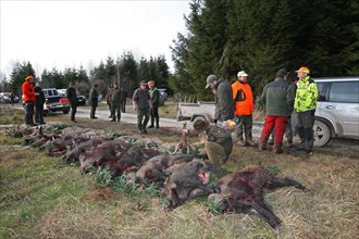 Wild boar hunting, hunters and wild boars (Sus scrofa) in the forest, Allgaeu, Bavaria, Germany,