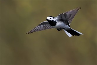 White wagtail (Motacilla alba) flying with outstretched wings, Hesse, Germany, Europe