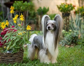 Dog, chinese crested dog, whole figure, outdoor, in the garden, AI generated, AI generated
