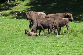 European bison (Bison bonasus) cow attacking a helpless calf lying on the ground, captive, Sweden,