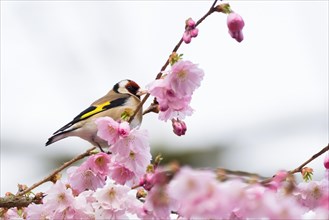 European goldfinch (Carduelis carduelis) on a branch amidst pink cherry blossoms looking upwards,