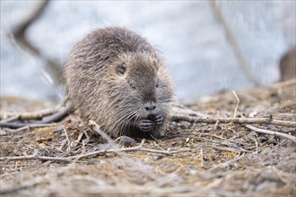 Nutria (Myocastor coypus), holding something in its paws, eating, frontal sideways, surrounded by