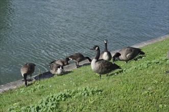 Canada geese on Seine bank