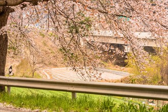 Branches of beautiful cherry blossom tree next to roadway bridge and cultivated field in background