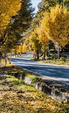 A road lined with yellow autumn trees creating a picturesque scene, in South Korea
