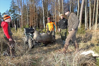 Wild boar (Sus scrofa) is recovered with off-road vehicle, Allgaeu, Bavaria, Germany, Europe